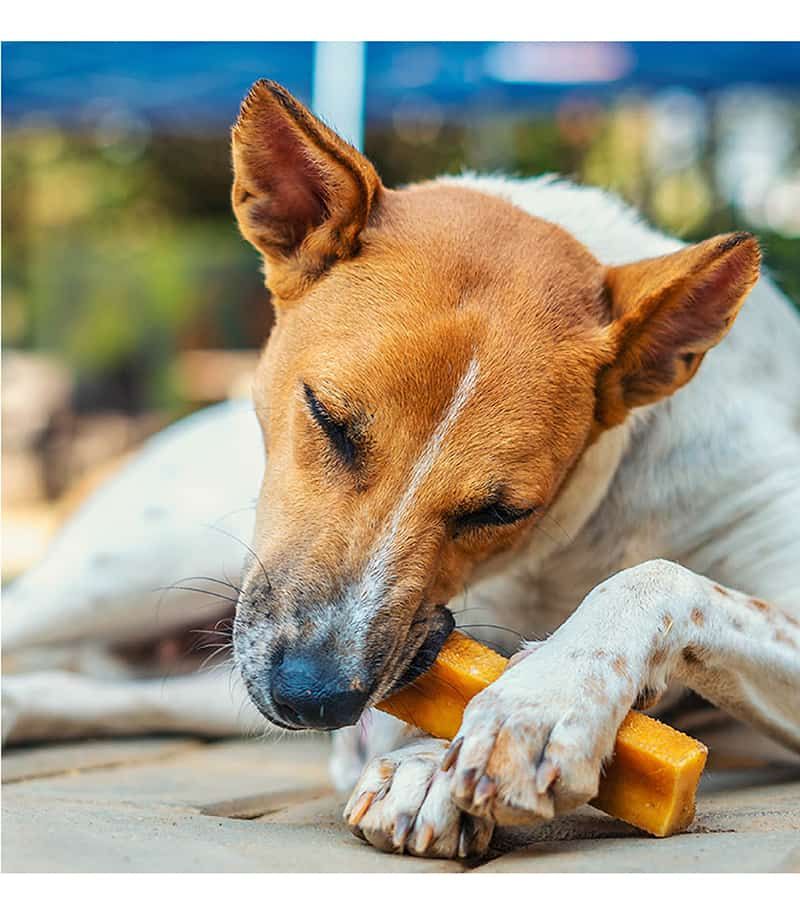 long lasting dog chews for dogs