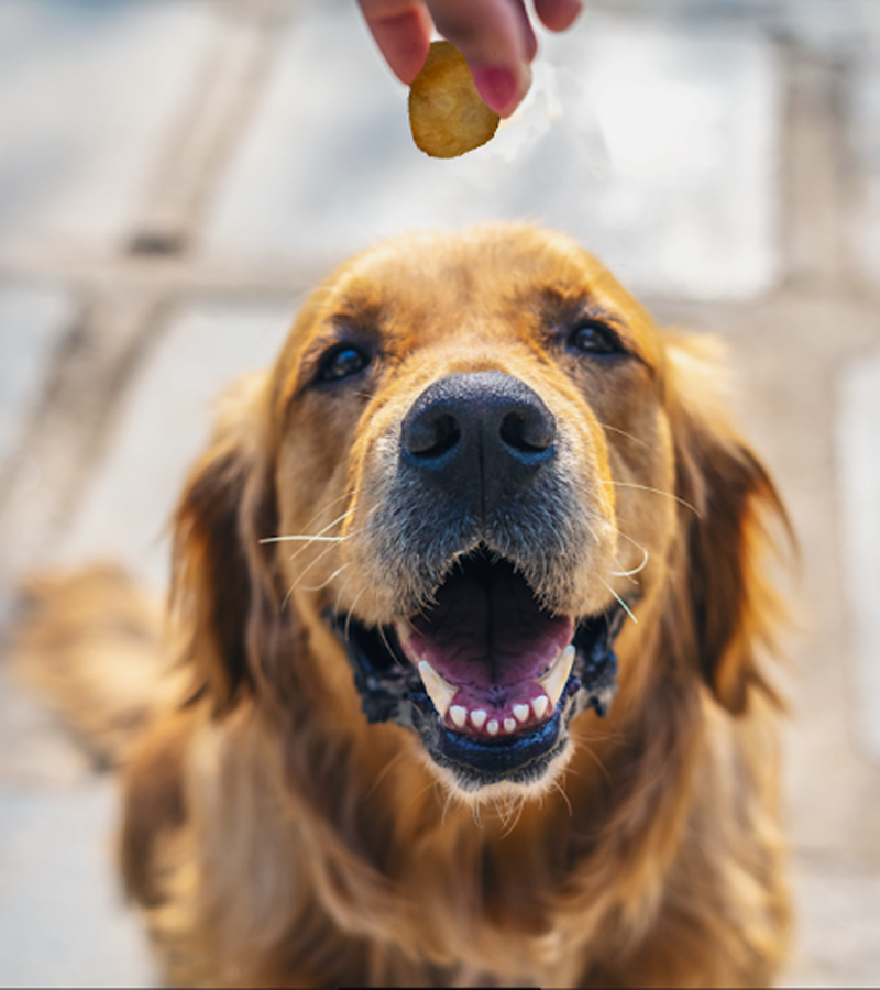healthy treats for dogs