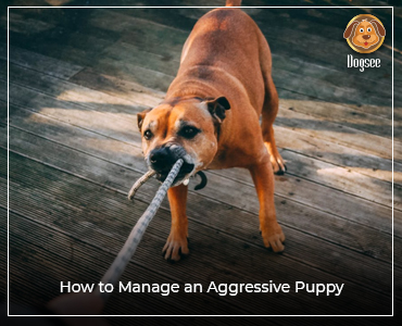 aggression in dogs