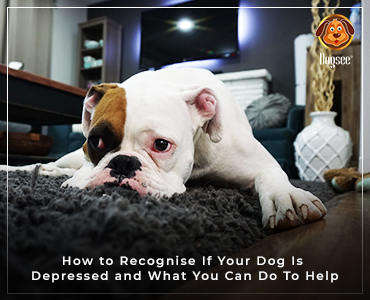Depression in dogs